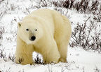 Churchill Polar Bear Safari - Fall