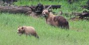 Grizzly bears of northern BC