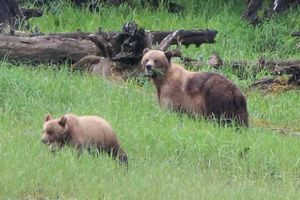 Grizzly bears of northern BC